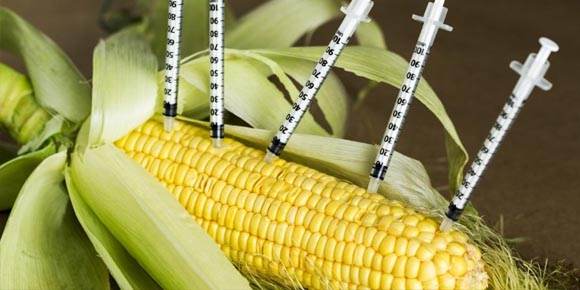 México y EU estudiarán maíz transgénico para asegurar que no es de riesgo para el consumo humano