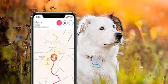 ¡Encuentra a tu compañero peludo! Los mejores localizadores GPS para perros en 2023