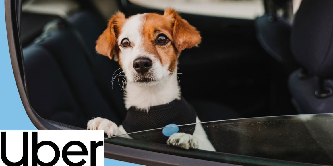 Uber Pets regresa a México: viajes más cómodos con tus animales de compañía