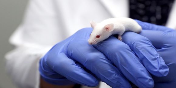 Con células madre, científicos crean clones de ratones