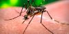 Alphabet, empresa matriz de Google, combatirá virus del zika