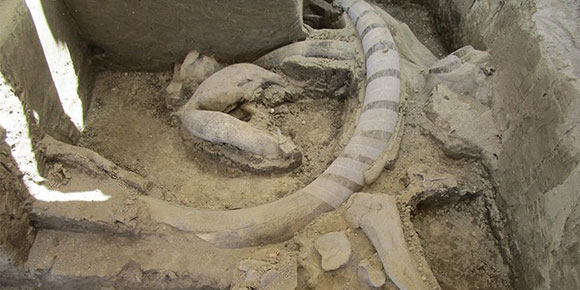 ¡Qué mamuts! Encuentran más restos en Tultepec