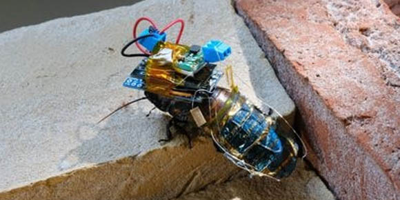 Cucarachas convertidas en cyborg podrían ayudar a rescatar personas en terremotos