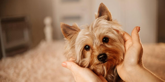 Las 5 razas pequeñas de perro ideales para vivir dentro de casa