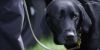 El primer perro entrenado para olfatear celulares escondidos