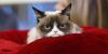 'Grumpy Cat' gana demanda de 700 mil dólares