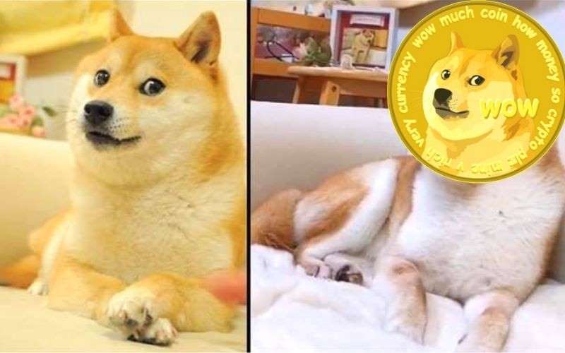 ¿El perro del meme y Dogecoin? Así luce Kabosu