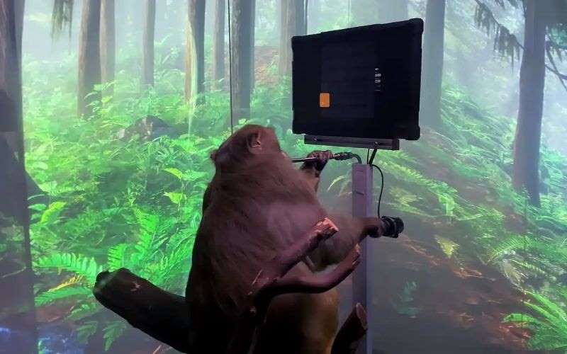 Un mono juega Pong, es lo nuevo que ha mostrado Neuralink