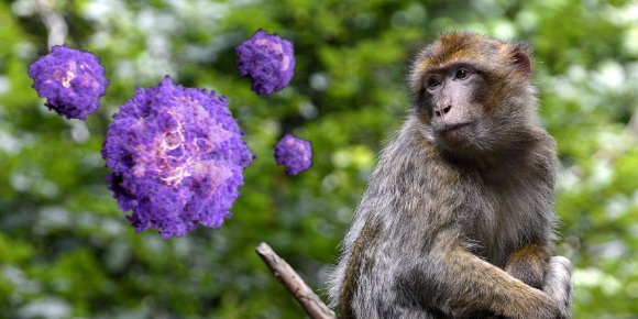 5 cosas que debes saber sobre la viruela del mono